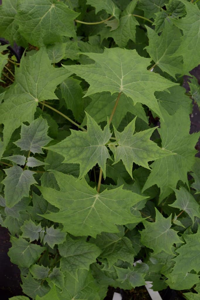 Kirengeshoma palmata ---